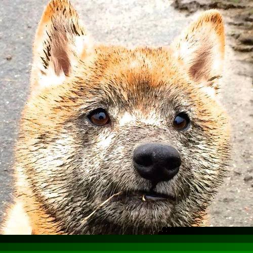 南非橄榄球队在世界杯中止步四强，南非橄榄球队在世界杯中止步四强是谁