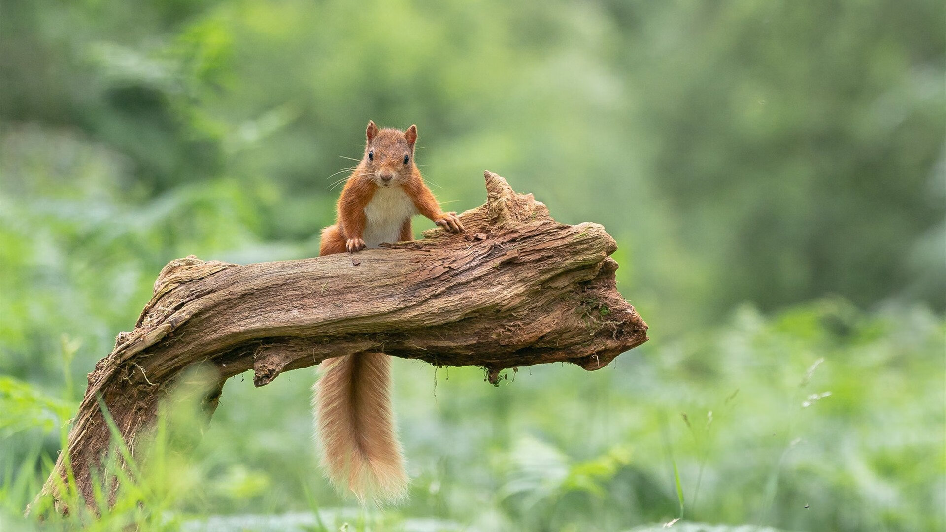 九游娱乐(jiuyou)官网-_电动滑板比赛：城市速度新宠_，电动滑板2021新规