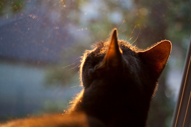 九游下载中心-“全明星集结！明星投手、击球手火力全开，激烈角逐冠军”，明星投篮视频